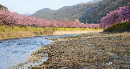 川辺の河津桜