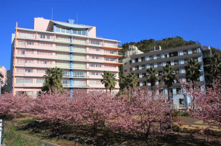 河津桜が満開の現在の熱川病院