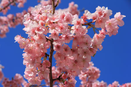 熱川温泉病院の河津桜